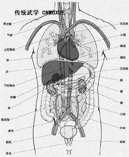 五脏六腑位置图