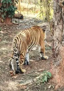母老虎背面关于母老虎老虎照片