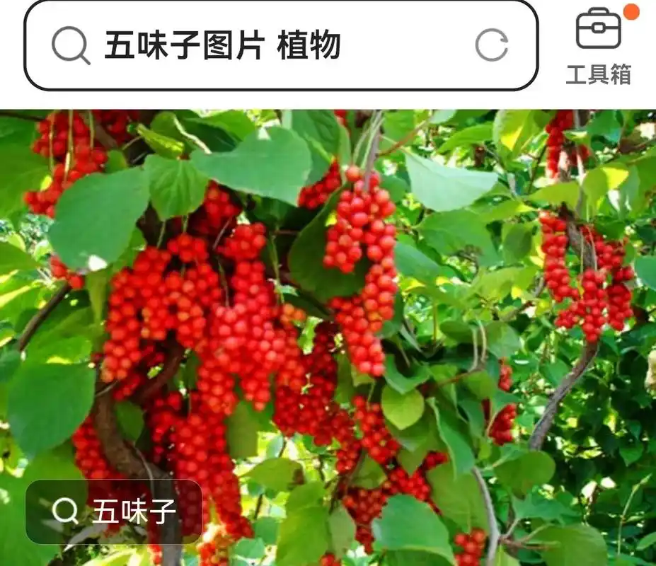 cn 定霜 南五味子 中泰 工具 - 抖音