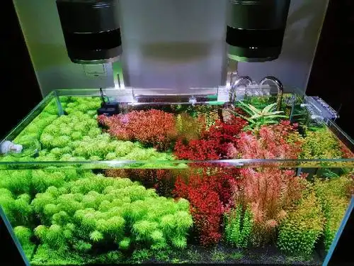 90缸,小白初试荷兰景