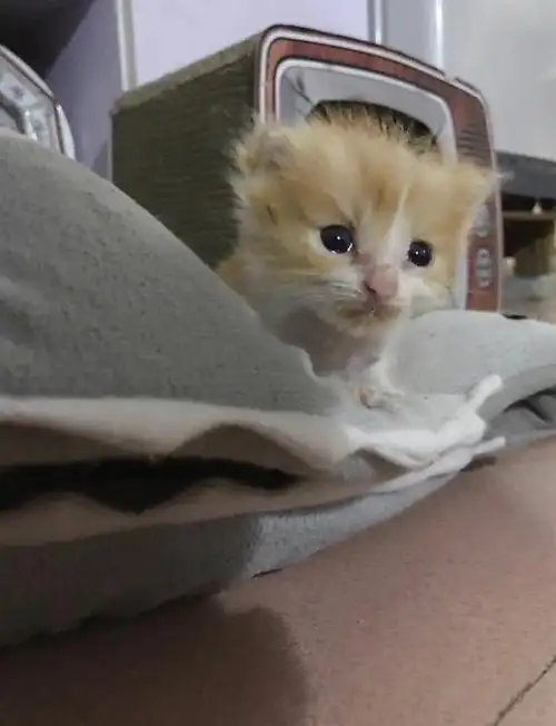 弱小可怜又无助