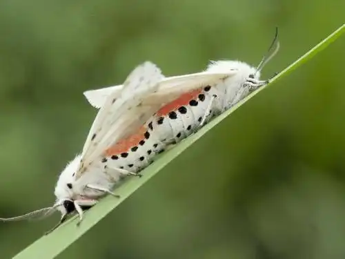 发现一种一种翅膀雪白,脚是带着红色,腹部是红色和黑色斑点的飞蛾,叫