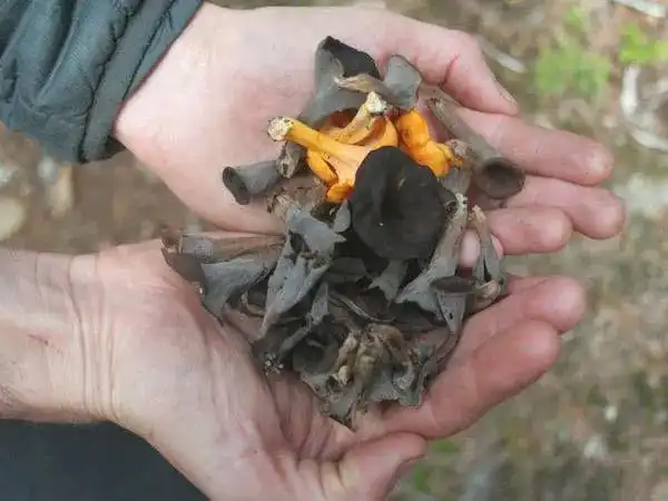 蘑菇系列知识024喇叭菌