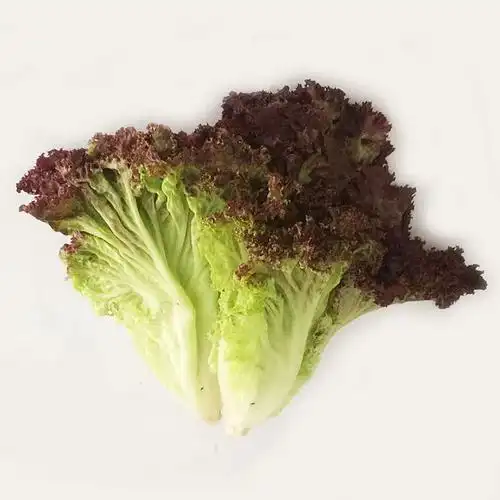 红叶生菜500g紫生菜沙拉蔬菜新鲜蔬菜罗马生菜武汉满百包邮