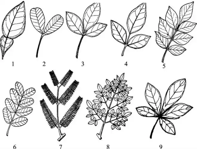 2—二出复叶;3—三出复叶;4—羽状三出复叶;5—奇数羽状复叶;6—偶数