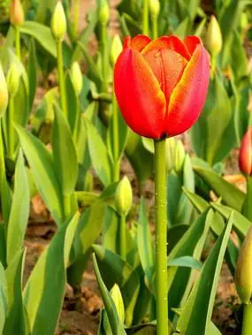 一朵金边红色郁金香