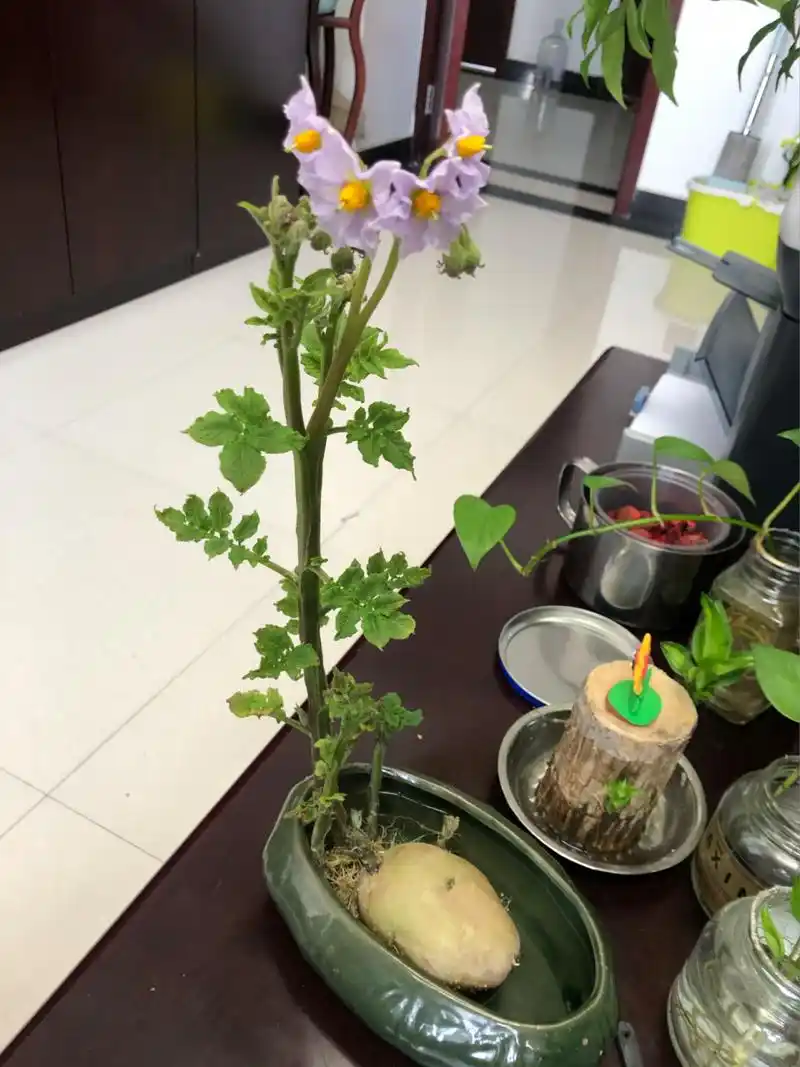 一花|水培土豆开花啦94 紫色的小fafa好好看哦 从一颗丑土豆长到