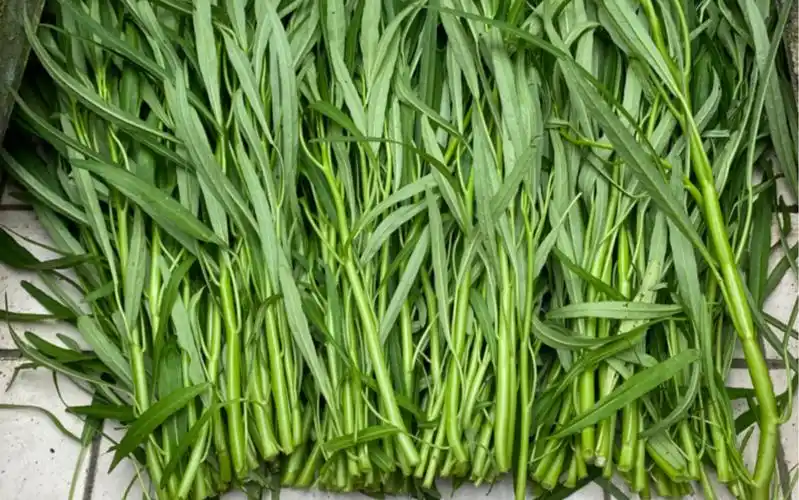 自己种的柳叶空心菜