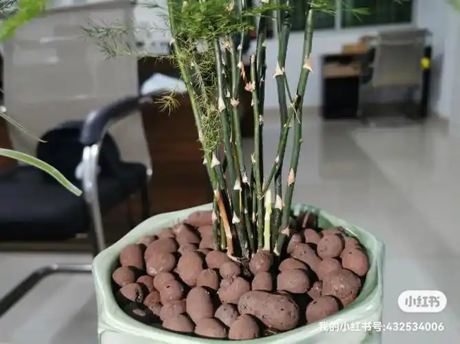 文竹  上次发了照片之后竟然长新芽了,来个连续六天的生长状况