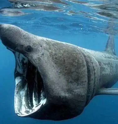 苏格兰海域现怪鲨 盘点全球十大最可怕怪鲨