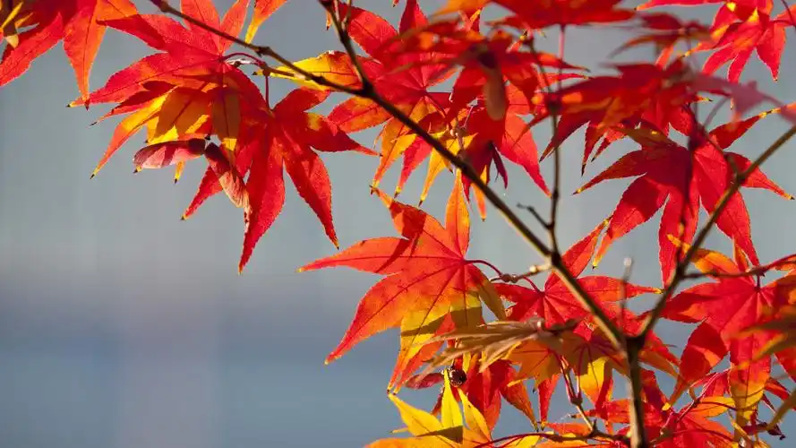 图集分享秋天最美的枫叶壁纸欢迎收藏