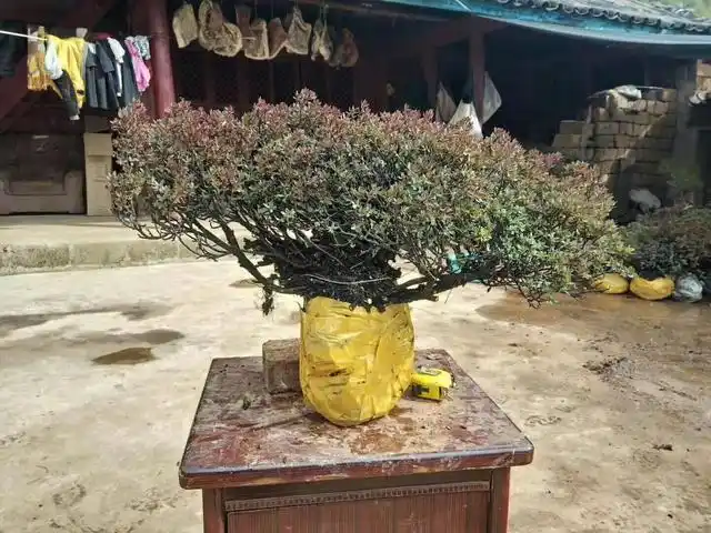 下山桩移栽要保持好土球,瑞香还要摘掉叶子,防止水分流失!