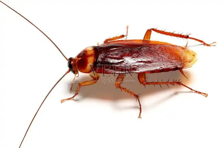 蟑螂照片摄影图片_id:146448404-veer图库