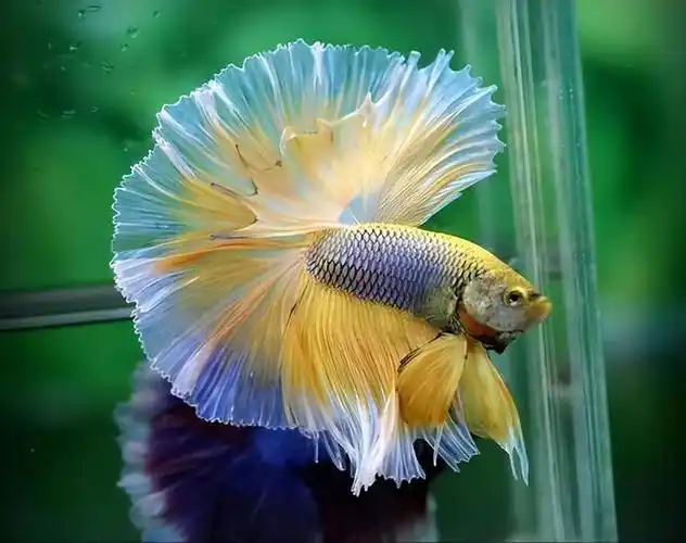 盘点六种最漂亮的淡水观赏鱼,看看你最喜欢哪一种?