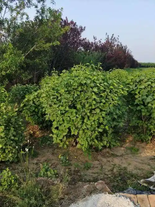 苗圃批发庭院紫丁香小苗 3-5公分紫丁香价格低