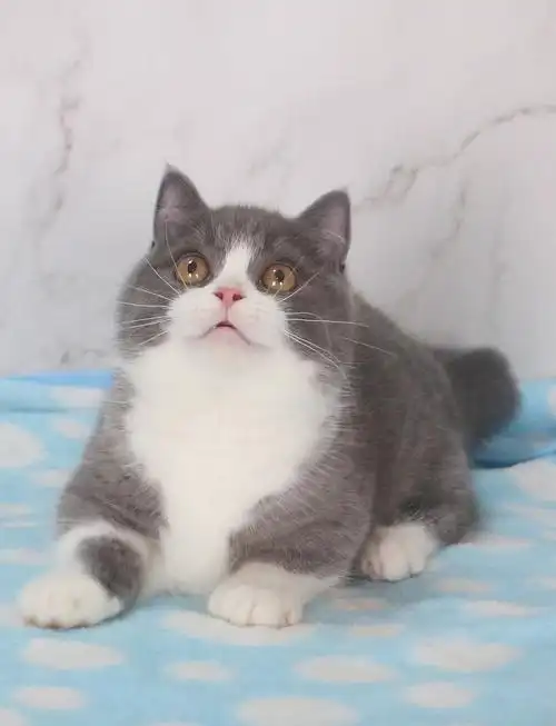 高品质蓝白正八矮脚mm