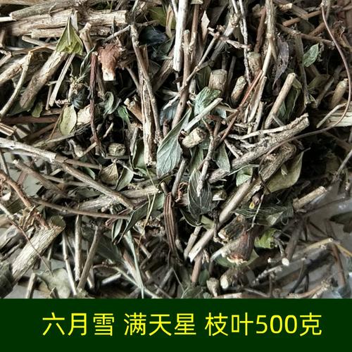 野生 满天星 六月雪 枝叶  500克新货 真货