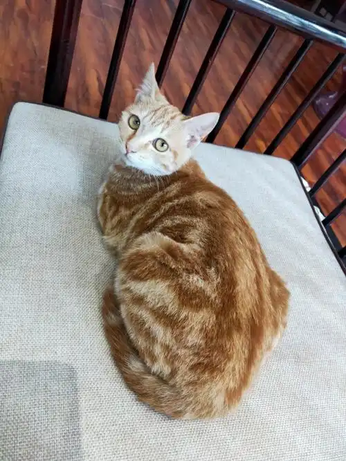 橘猫是不是都先肥屁股啊