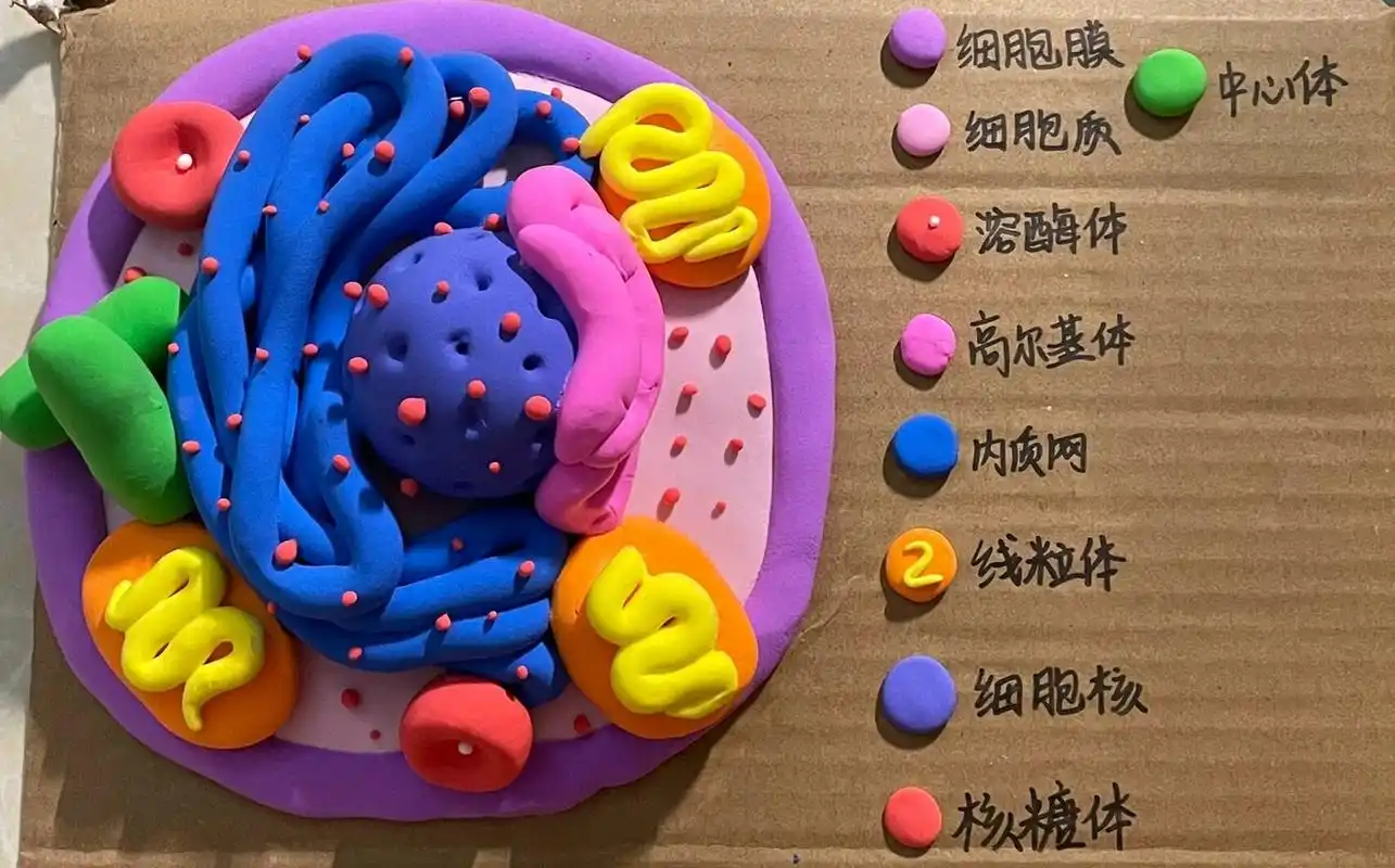 生物细胞结构模型 这个是动物细胞喔感觉内质网有点过于庞大 将就看着