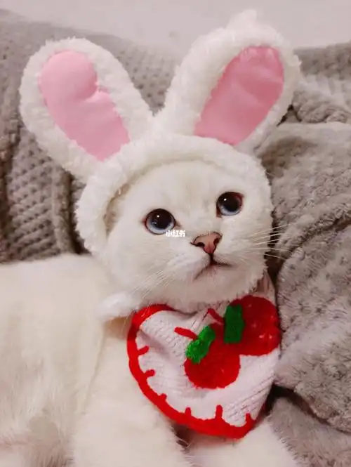 新物种兔子猫谁能看出是妩媚的公猫