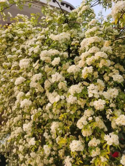 黄木香真是惊艳到我了,只见花不见叶,可惜花期太短了,只有四月中旬到