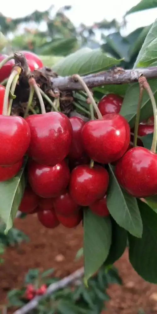 供应大厅  水果 樱桃 商品属性 品种名:砂蜜豆 品种名:砂蜜豆 果径