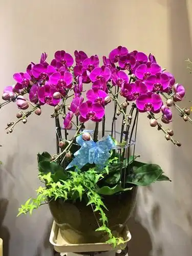 新年活动蝴蝶兰组合盆栽