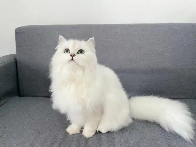 金吉拉帅哥长大了!