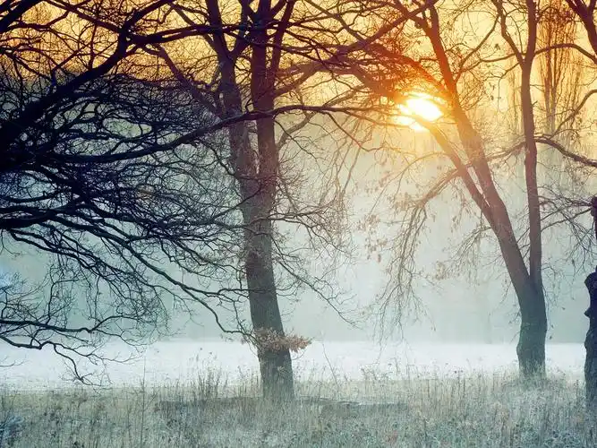 唯美森林意境,高清图片,电脑桌面-壁纸族