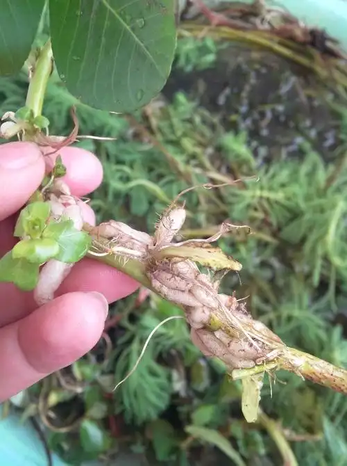 推介一种超强除氮磷的浮游水草水龙草