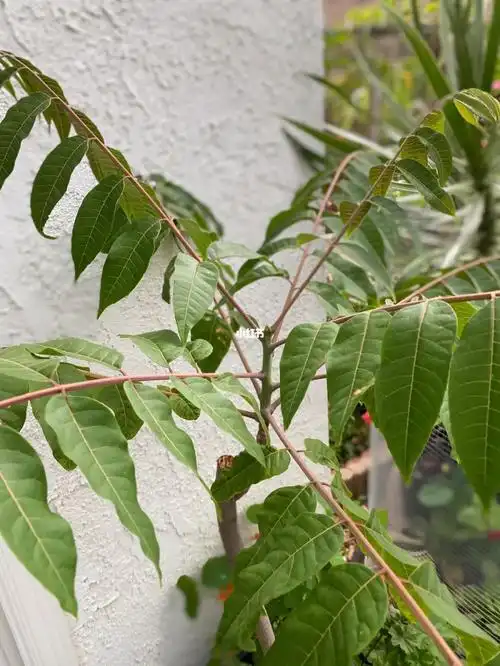 等它也没有像别人家的香椿那样有红红的嫩芽,它就是这样长叶子而已