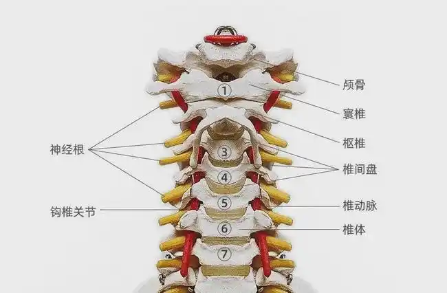 脊椎各部位小关节紊乱详解(干货分享)|腰椎|胸椎|胸廓_网易订阅