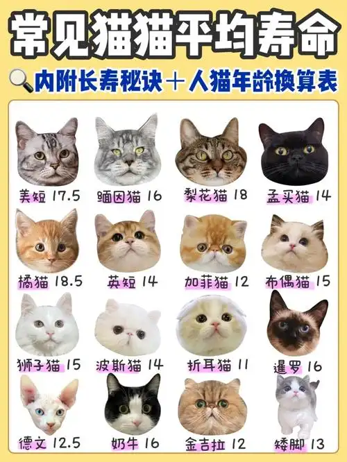 如何让自家猫咪更长寿⁉附猫咪年龄对照表