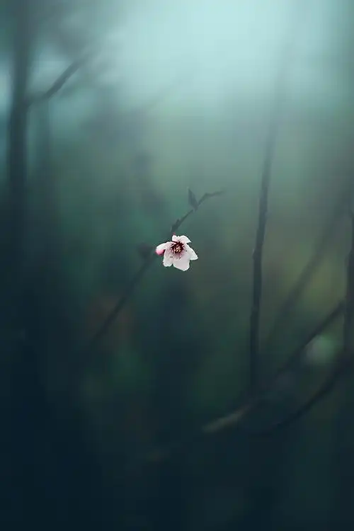 小清新 温暖 干净 安静 唯美 静物 物语 时… - 堆糖,美图壁纸兴趣社