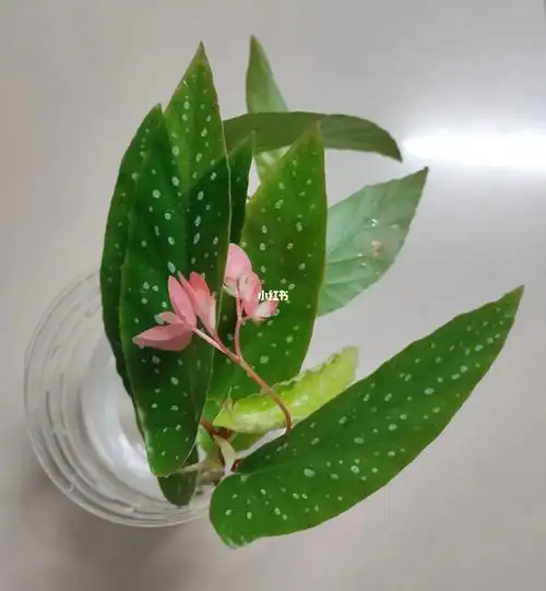 不知啥品种的竹节海棠水培扦插十天长根0523