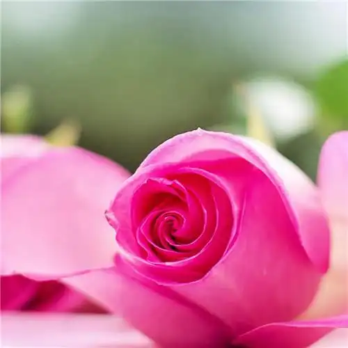 唯美鲜花头像 高清漂亮适合微信头像的花朵图片唯美_植物头像_头像屋