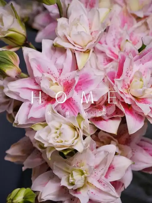 百合花四十块钱不到五支伊莎贝拉每支都有六到八支左右的花朵94而且