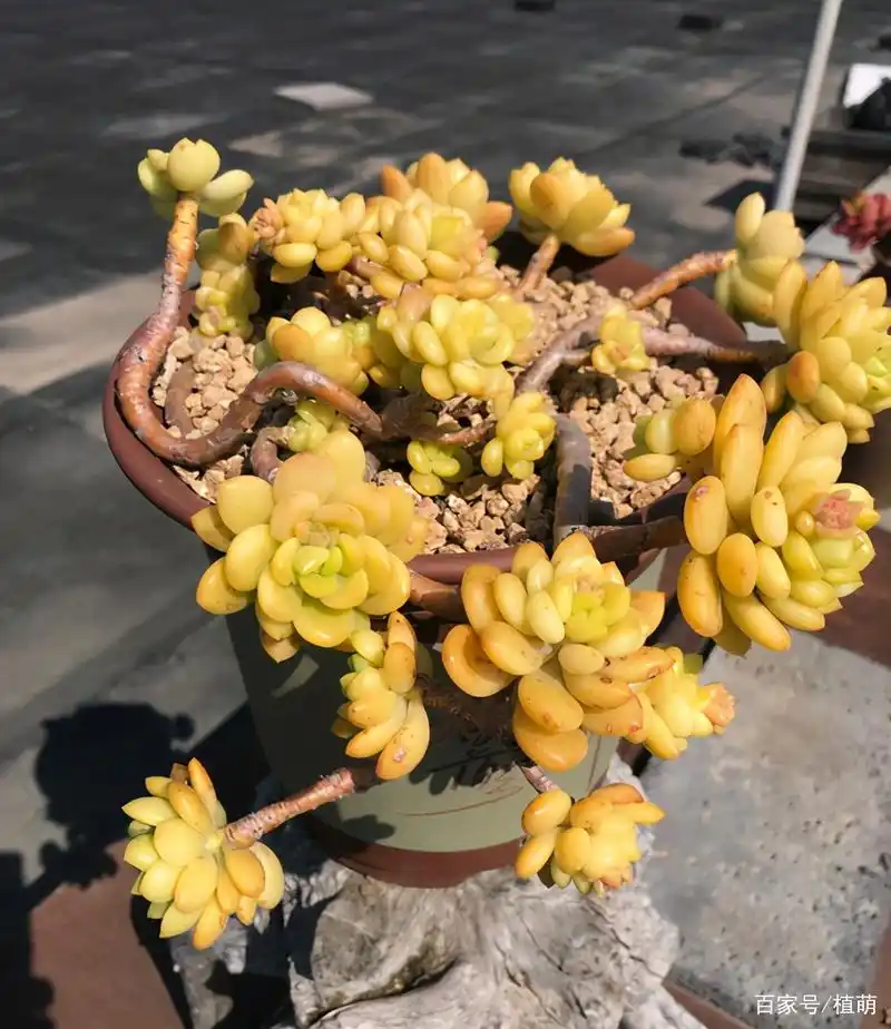 春萌不但小巧可爱,易养,还能培养成悬挂的老桩