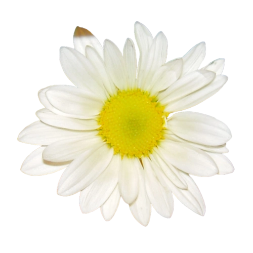 美丽的鲜花png透明图片图片