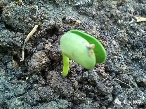 家庭种菜种子出芽播种有学问芽的朝向别搞错