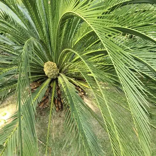 《仙湖苏铁蕨类植物》