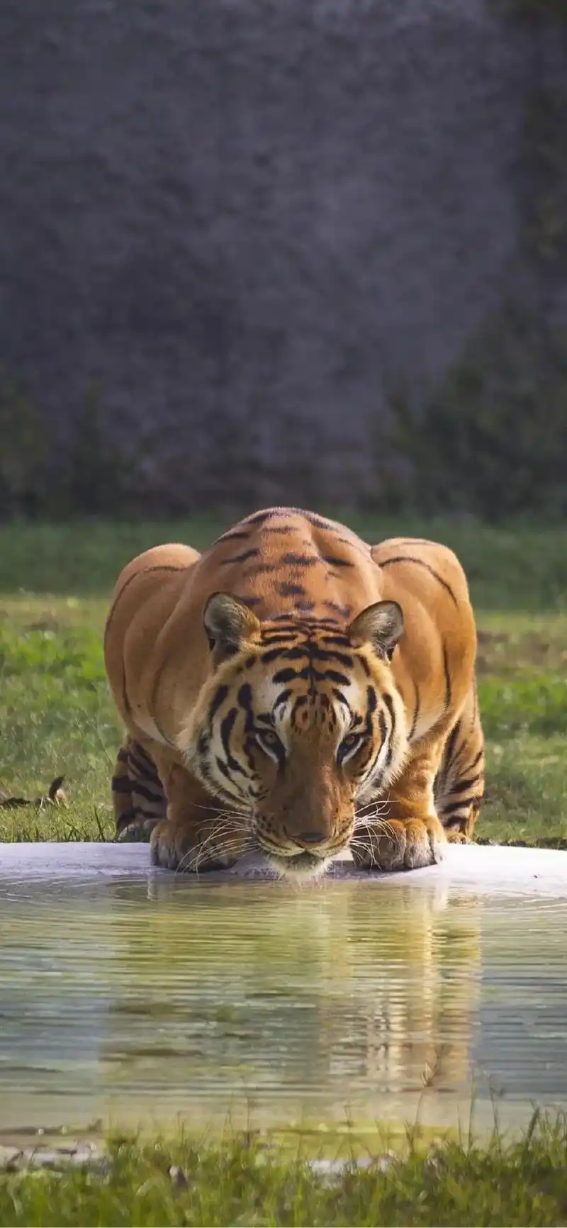 "心有猛虎,细嗅蔷薇"#老虎 #动物 #高清壁纸  - 抖音