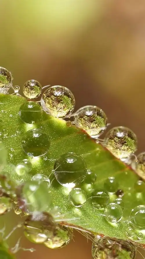 iphone 壁纸 绿叶,水滴,微距