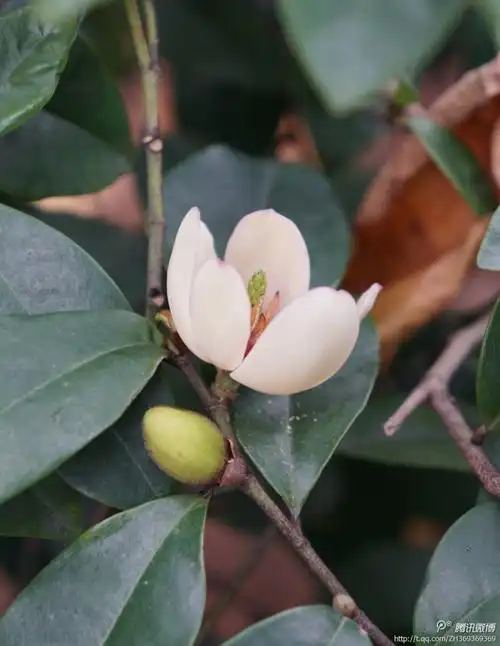 含笑花,拉丁文名:michelia figo (lour.)spreng.