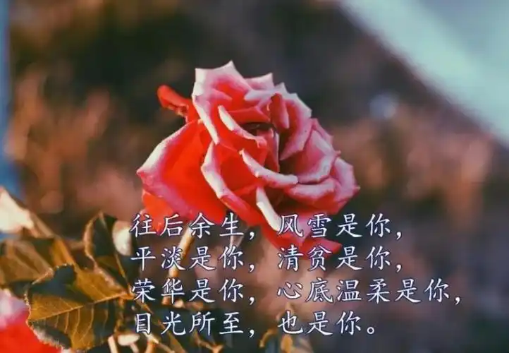 最感动情人的一句话有哪些