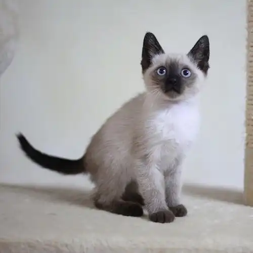 了解暹罗猫|喂养暹罗猫的注意事项|英短|暹罗猫|猫咪|短毛猫