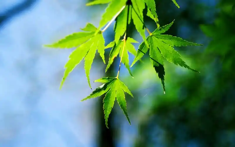 逆光的叶子绿色护眼高清壁纸