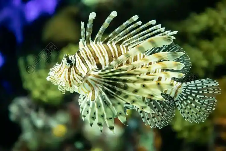 鱼海洋图片自然