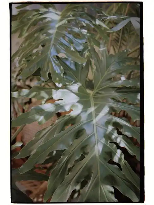 nomocam的新相机真好看