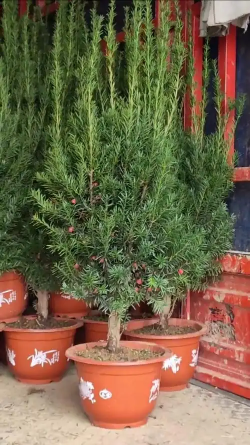 曼地亚红豆杉母树